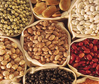 Beans image TA
